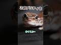 It S The Long Awaited Anko San Western African Gecko It S The Long Awaited Anko San Western African Gecko