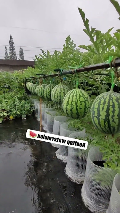 Menanam semangka dengan cara Tabulampot di rooftop #semangka