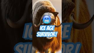 😱This Animal Survived the Ice Age?!#learnaboutanimals #muskox #wildlife #animalshorts #zooanimals