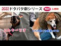 2022狂犬病予防注射会場 ドタバタ劇シリーズ 其の1・入善町