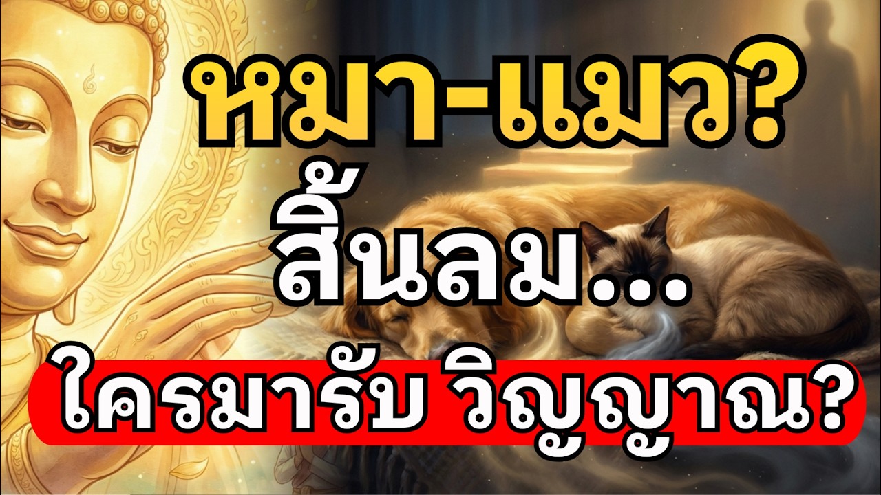 หมา-แมว สิ้นลมแล้วไปไหน? ใครมารับวิญญาณ? ความจริงที่เจ้าของต้องรู้ก่อนสาย
