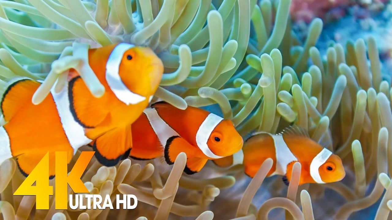 Aquarium 4K VIDEO (ULTRA HD) 🐠 Sea Animals With Relaxing Music Rare