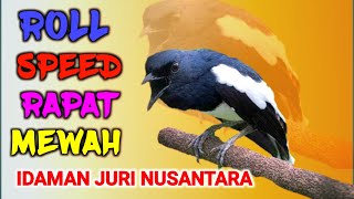 Masteran pancingan kacer gacor ngeplong idaman juri nusantara