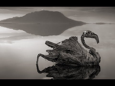 Βίντεο: Natron: η λίμνη που μετατρέπει όλη τη ζωή σε πέτρα