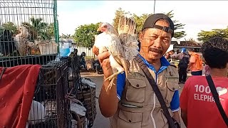 Download lagu UPDATE HARGA AYAM SERAMA ASLI MALAYSIA,,AYAM MUTIARA BLUE DLL DI PASAR SUMPIUH