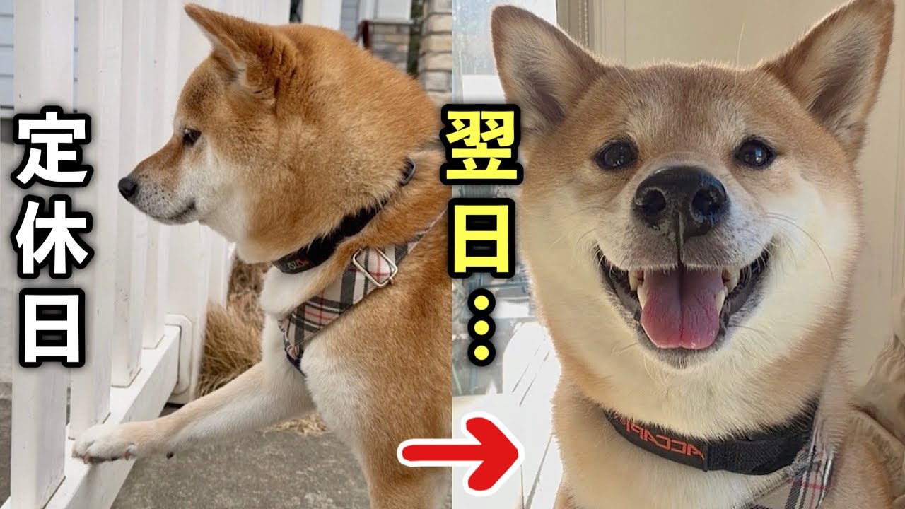 お気に入りの店が定休日…翌日リベンジしたら笑顔が止まりませんでした