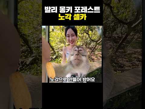 <strong>발리</strong> 몽키 포레스트 노각 셀카
