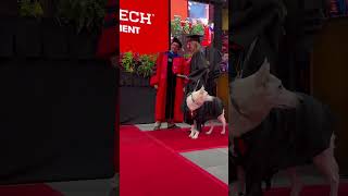 Service dog receives diploma with owner at Texas Tech graduation #shorts