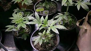 Cannabis & more with JAMES
