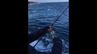 Lure fishing in Lanzarote - 8lb Bonito