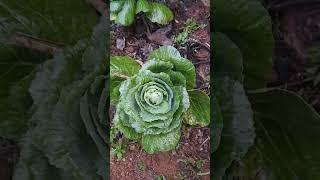 Cabbage plant at home