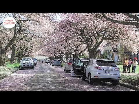 Vancouver street walk, EP 47 - Cherry Blossoms falling like snow on Graveley Street