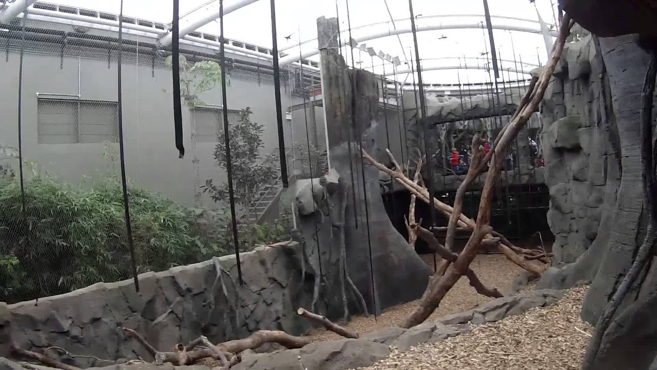 Chester Zoo - Islands - Sumatra, Monsoon Forest Update & Bonus Sun Bears