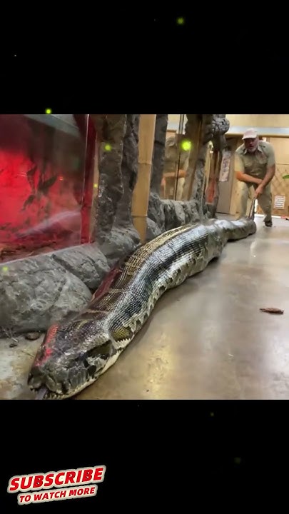 When the huge python comes to humans... #python #bigsnake #animal bite ...