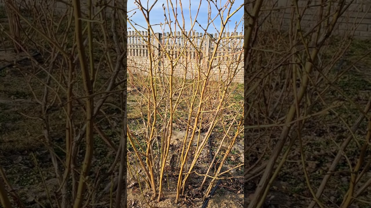 Borówka amerykańska. Nawożenie i opryski.