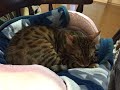 【癒し】我が家に新しい家族がやって来た