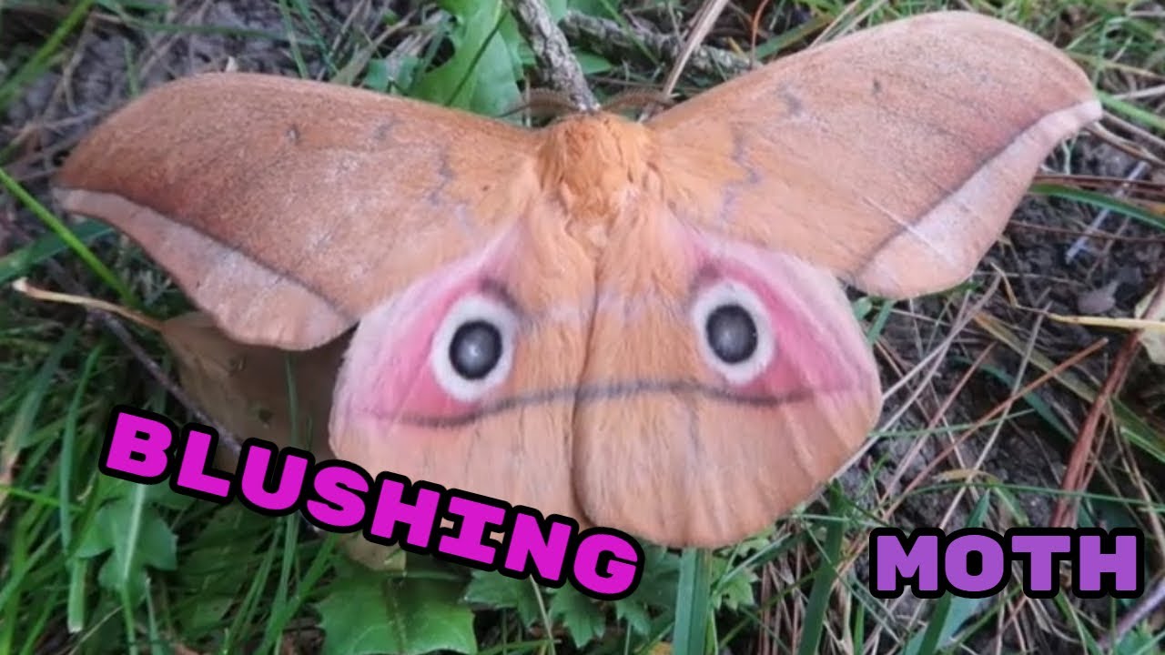 Blushing Emperor Moth: Lobobunaea acetes (Saturniidae) -  African Beauty
