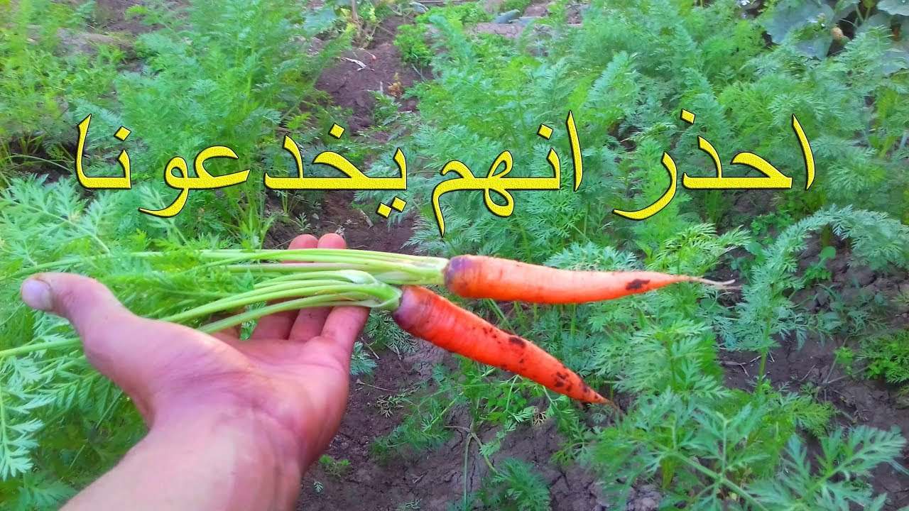 الجزر في مزرعتي |بين الحقيقه والخزعبلات المنتشره|طريقه زراعته في المنزل.كن حذراا!!!