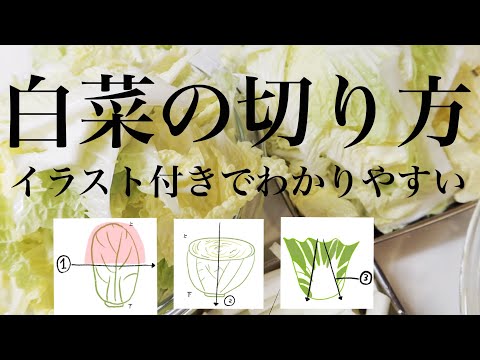 【白菜の切り方】もう2分の1白菜は買わせない！簡単に保存しやすく食べやすく切る方法
