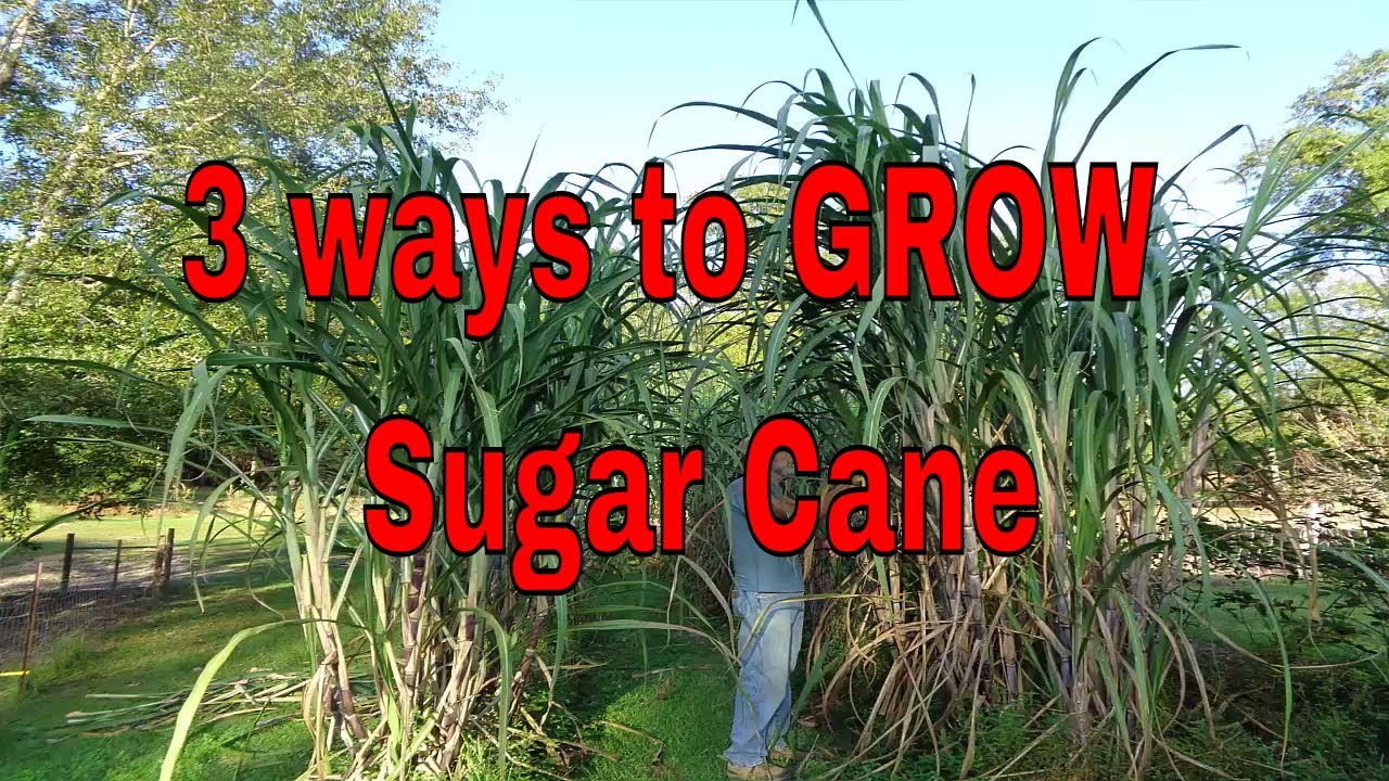 bue Modtager Amerika 3 Ways to Grow Sugar Cane - YouTube