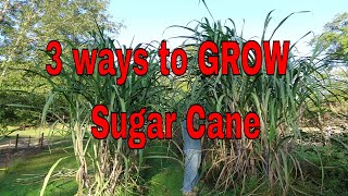 3 Ways to Grow Sugar Cane