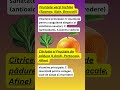 Frunzele verzi închise – combustibil natural pentru vasele de sânge SanatateVasculara #Vitamine