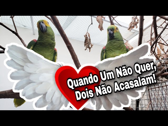 Jogos de acasalamento rainbow lorikeet. um papagaio desbotado gruda em uma  fêmea