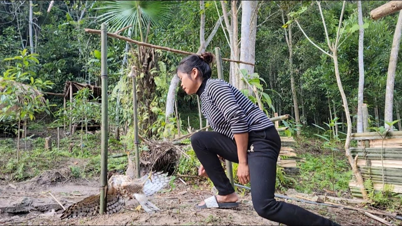 Harvesting Cucumbers to Sell - Sowing Seeds - Trapping Hawks and Eagles ...