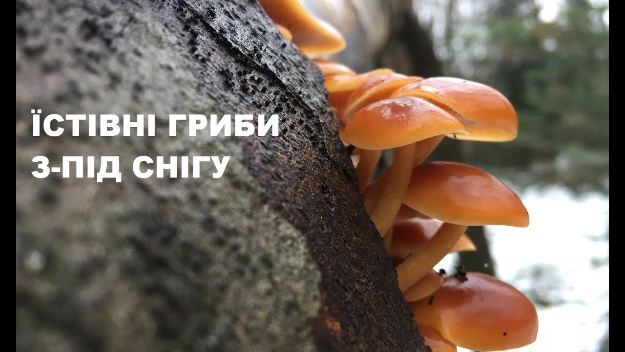 Гриби з-під снігу 2025. Калина на зиму. Грибний жульєн.