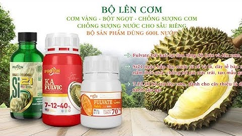 Sử lý sượng nước ở sầu riêng Tây Nguyên | Nguyễn Ngọc Trai