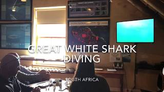 Cage Shark Diving- South Africa