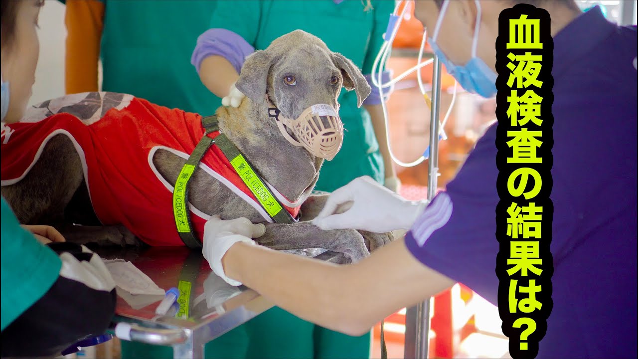 保護犬 死にそうな野良犬を病院に連れて行きました 血液検査の結果が分かって心配になった Youtube 保護犬 死にそうな野良犬を病院に連れて行きました 血液検査の結果が分かって心配になった Youtube