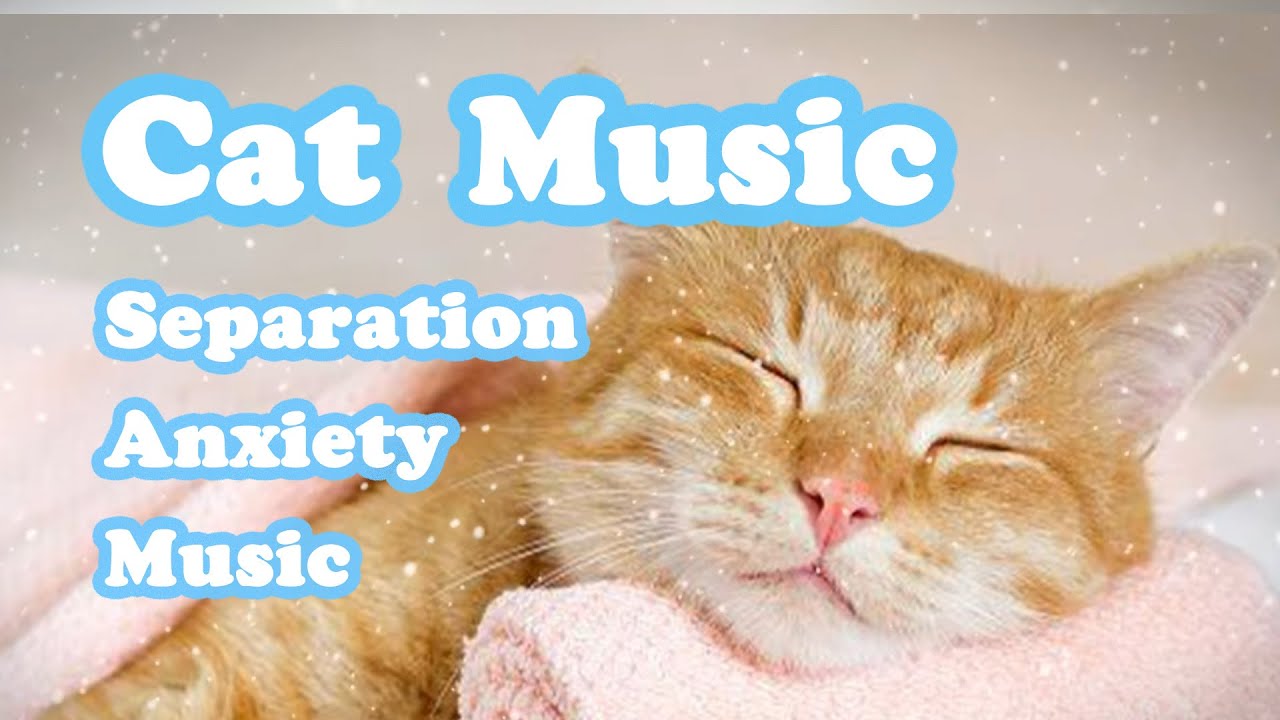 Image showcasing Magic Music for Separation Anxiety Cats - UNBELIEVABLE Results - Relax ...