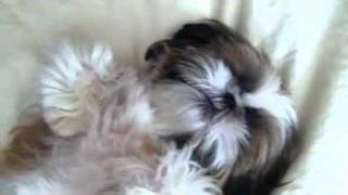 Playing Peek-A-Boo Piper The Worlds Cutest Dog