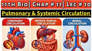 Circulatory Pathways || Coronary & Renal Circulation |Hepatic Portal Circulation |11th Bio| Ch # 11