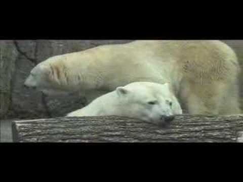 Polar Bear Plunge (Part 3) Zookeeper Interview
