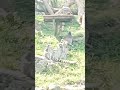 #animalslife #feedingtime #bondingtime #cuteanimals