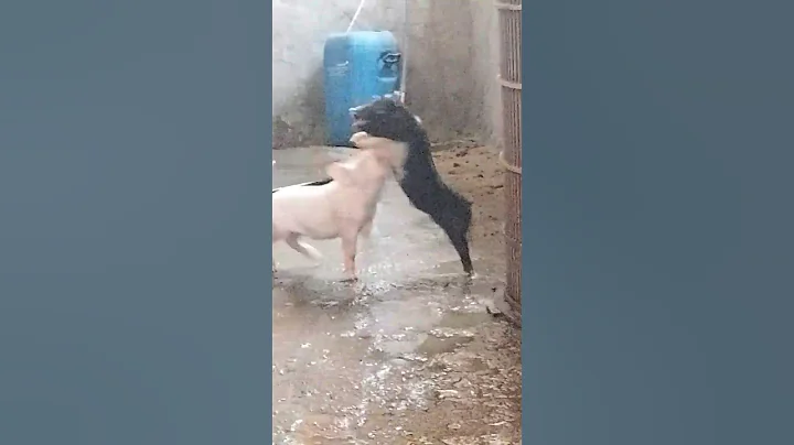 #pig #animalsinfluence #pigfarming #piggy #pigout #animals #shortvideo #viralvideo #trending
