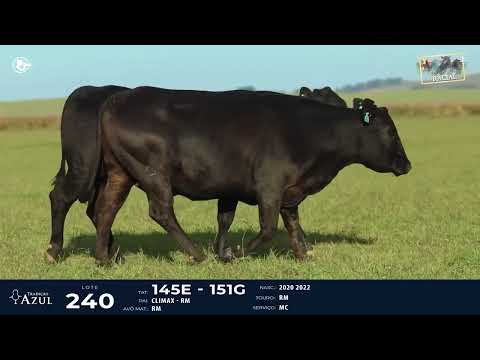 LOTE 240   TAT 145E, 151G F Brangus