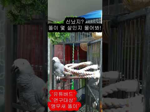 못말리는앵무새똘이 K-parrot [연구대상똘이뷰] Korean-gray parrot#shorts