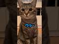 保護猫ピノと会話！弟猫を探してるの？ #猫 #保護猫