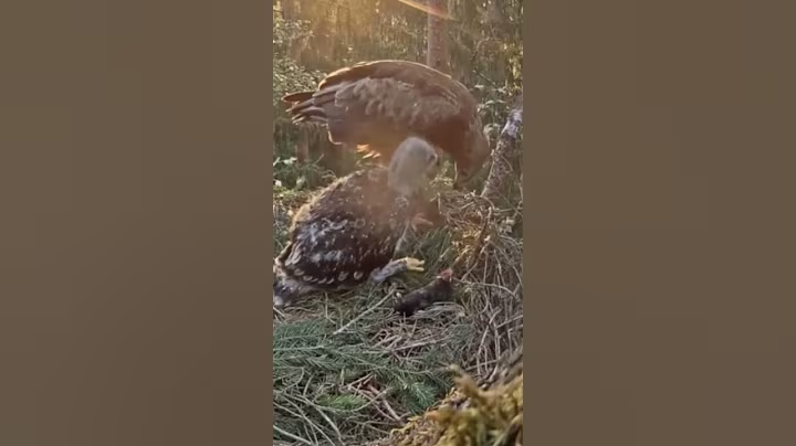 P#94- Review mother birds brings food to feed her babies in the nest, baby birds life #birdslover