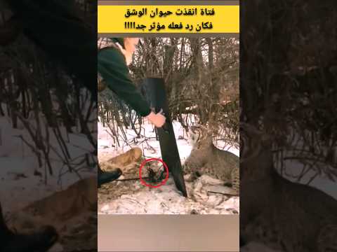 فتاة انقذت حيوان الوشق فكان رد فعله مؤثر جداااا