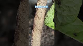 buncis putih pertama kali coba tanam semoga berhasil #kebun #organic #buncis