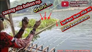 DEBIT AIR TURUN SA'TNYA PANEN IKAN NILA DI SEPOT INI, MANCING CIRATA TERBARU.