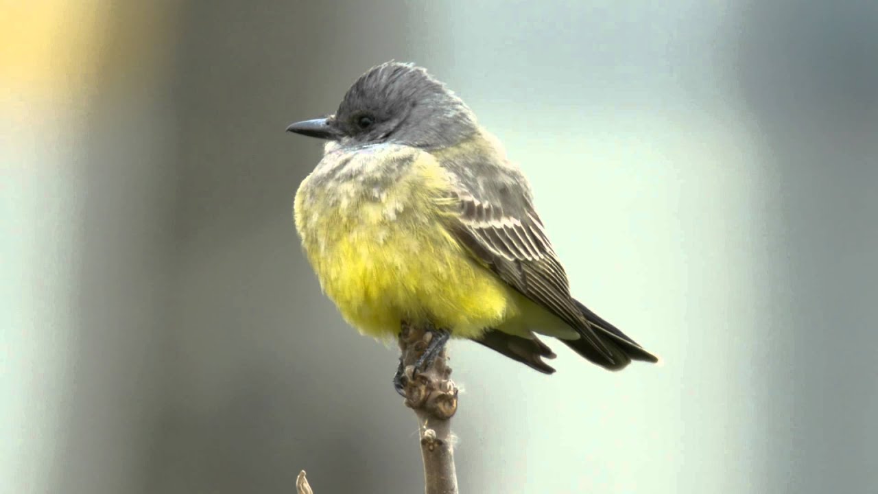 2014-11-22 Cassin's Kingbird - Short 