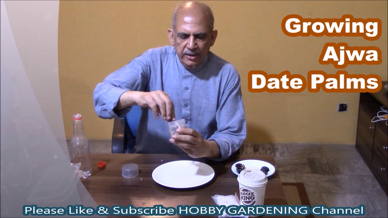 Growing Date Palms Ajwa from Seeds Grow Dates from Seed YouTube