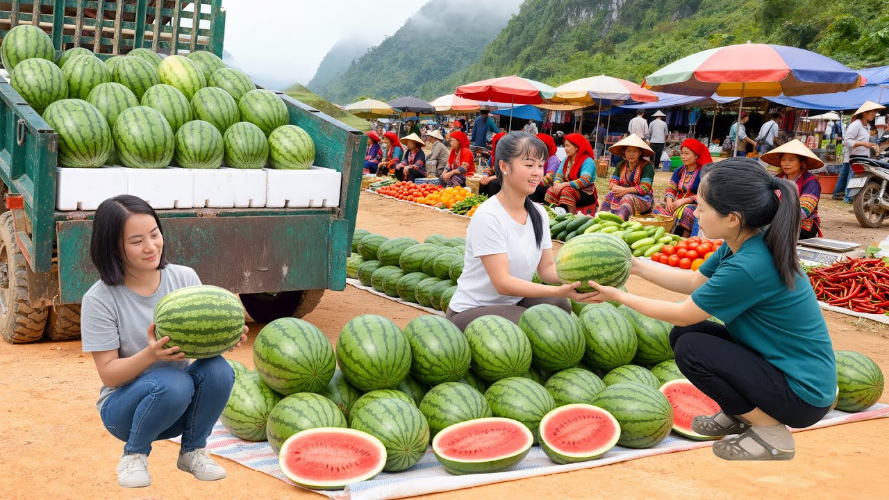 Harvesting 1000+ Watermelon, Use 3 Wheeled Truck To Transport Many Watermelon Go To Market Sell