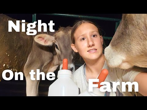 Micro Dairy Farm Night Routine 