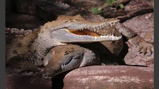 Canon Digital Photo Professional Dpp 4 - Software Overview